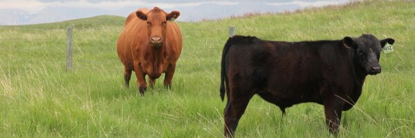 cdnangus Profile Banner
