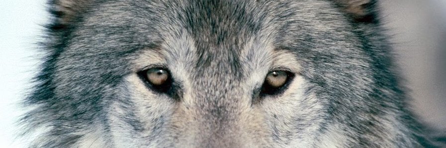 mrtorne's profile banner image