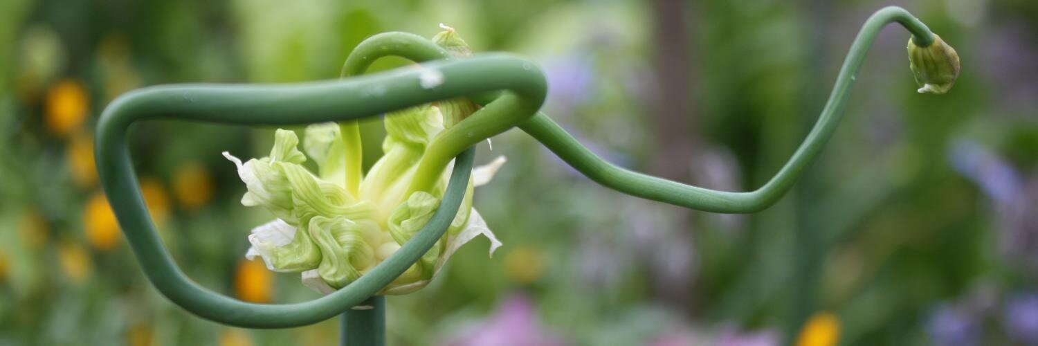 Au potager de Sylvie banner