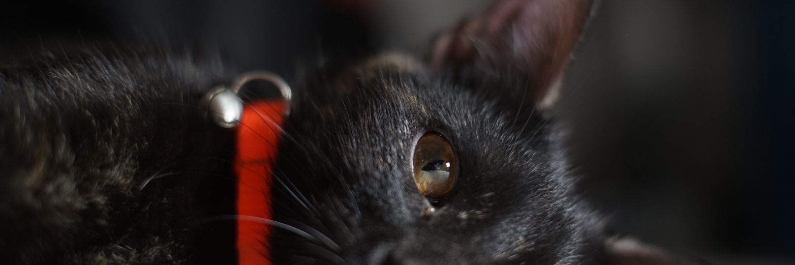 KrazeCastillo's profile banner image