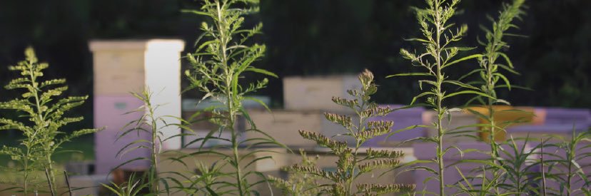 BunchFarms's profile banner image