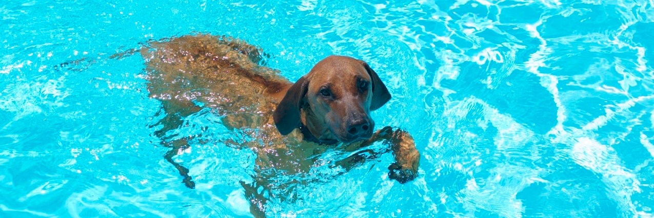 Robina Wills 🌻 banner