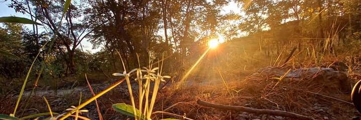 AskMeGoGreen🌿🌱☘️ banner