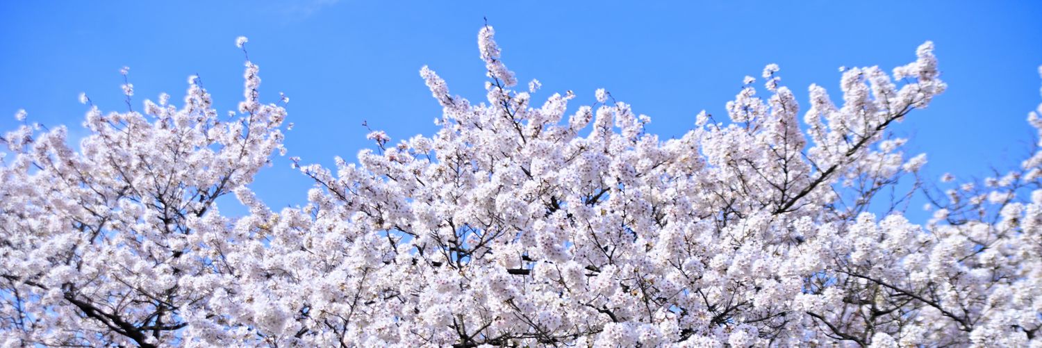 wowo0713's profile banner image