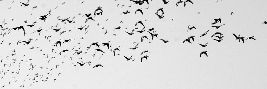 artforeye's profile banner image