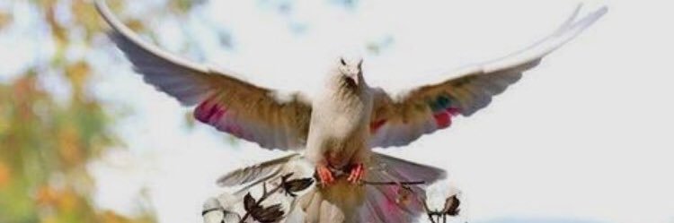 NadiaAli_7's profile banner image