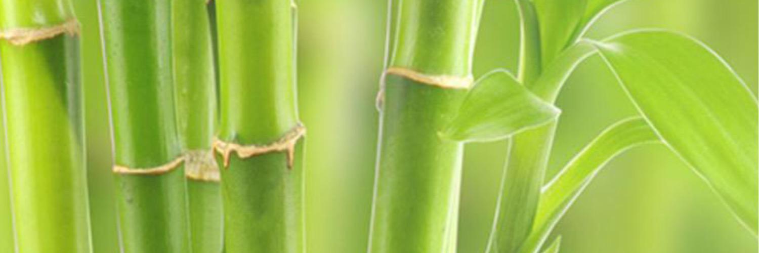 _speechpathways's profile banner image