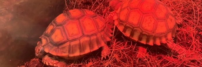 𝗶𝗿𝘃𝗶𝗻𝗴 🧃 banner