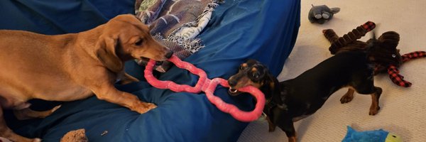 doxie_jake Profile Banner