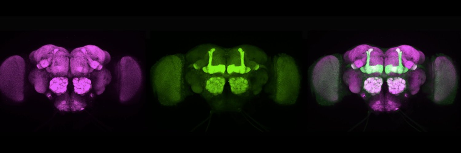 Massey Neurogenetics Lab Profile Banner