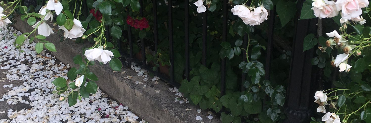 petal 🐈‍⬛🌿 banner
