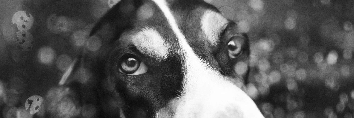 schrodiinger_'s profile banner image