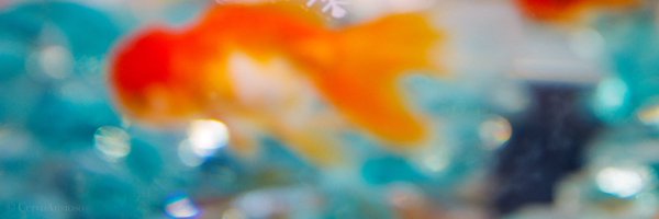 CervoAnsioso Profile Banner