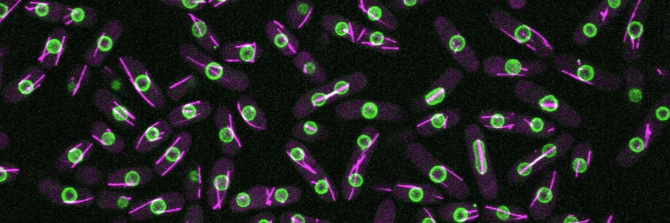 Buzz Baum's Lab banner