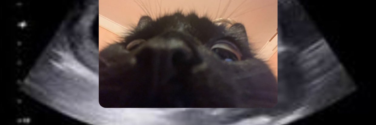 ꒰ა ash ໒꒱ banner