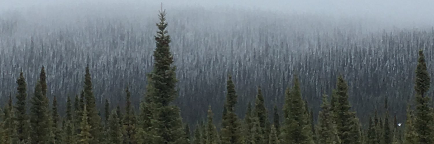 Catharyn Andersen banner