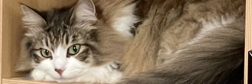 kitam_i's profile banner image