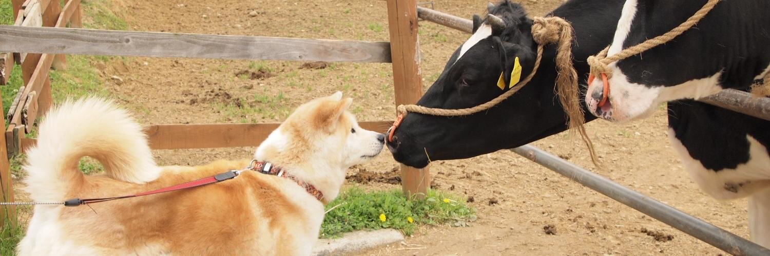 akitainu7's profile banner image