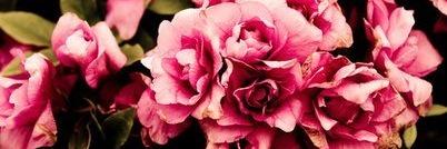 Ann_brich's profile banner image