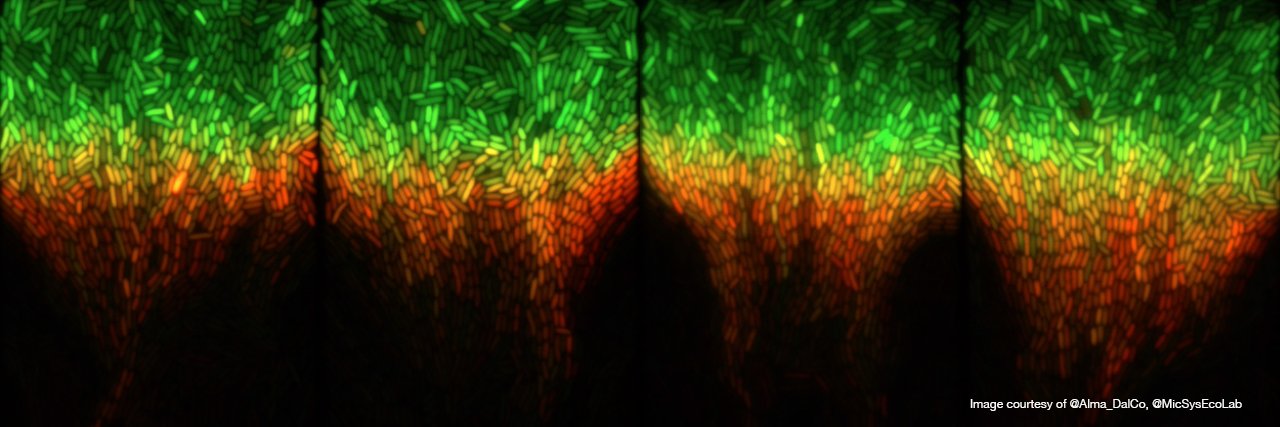 NCCR Microbiomes's banner