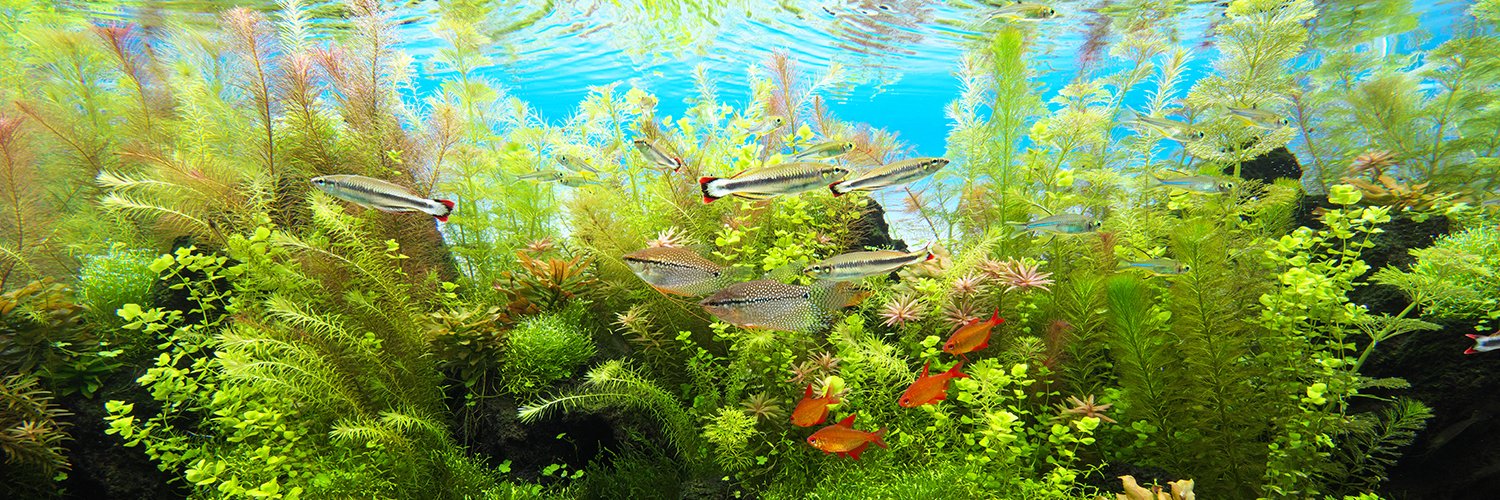 ADA_Japan's profile banner image