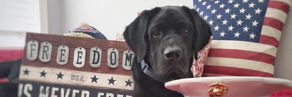 FreedomDogsOrg's profile banner image