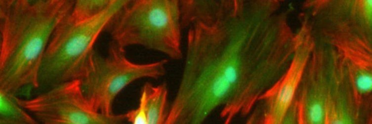 Shimrit Mayer banner