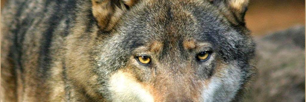 coyotl72's profile banner image