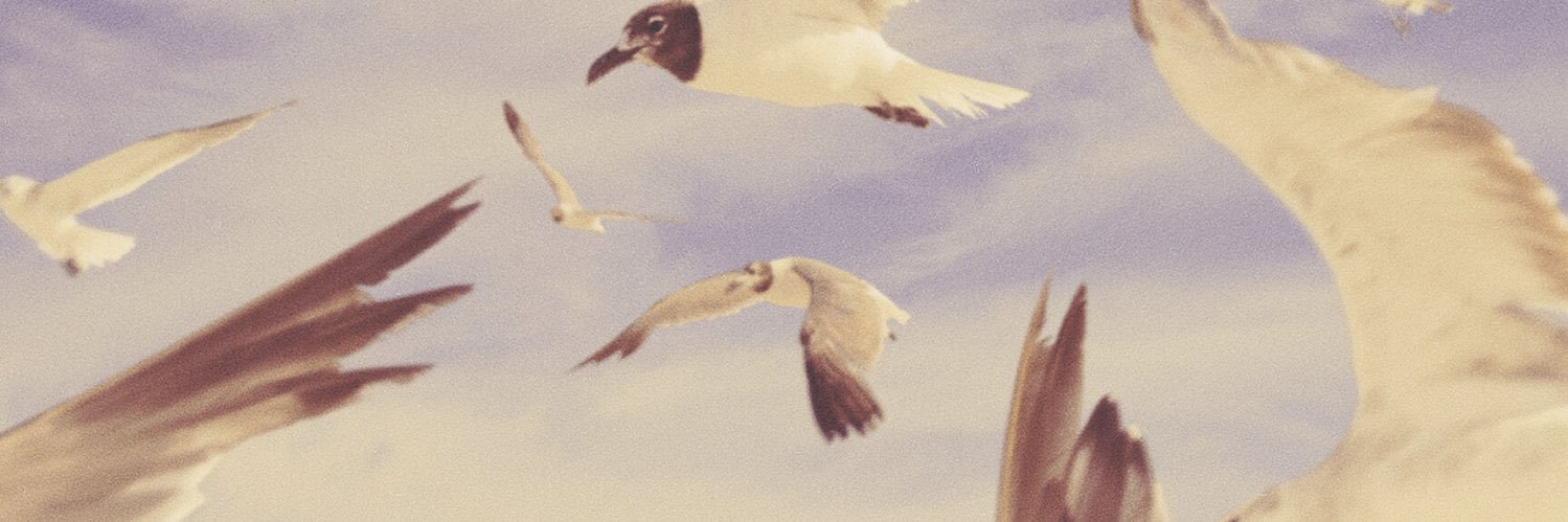 Fran 𝕏 banner