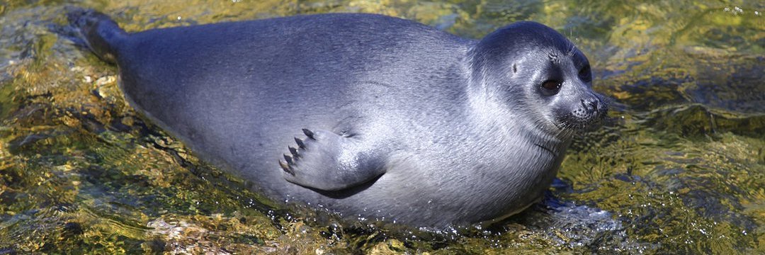 🐗 скизы съели деда 🧛🏻‍♀️ KARMA AOTY👹 banner