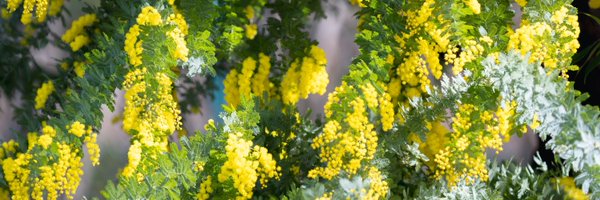 ezaxeza Profile Banner