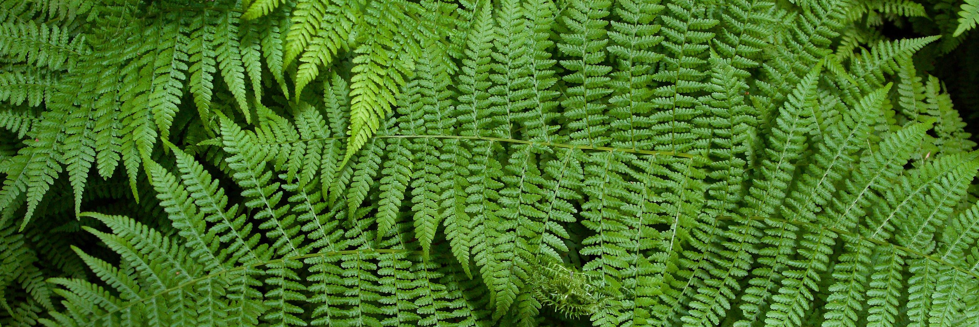 Josée Hébert banner