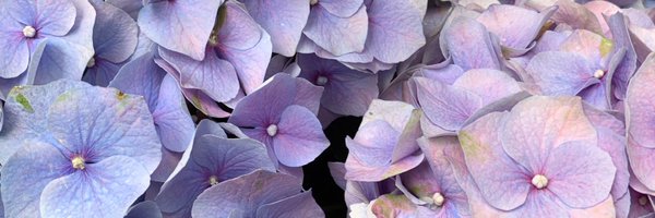 loriecristofaro Profile Banner