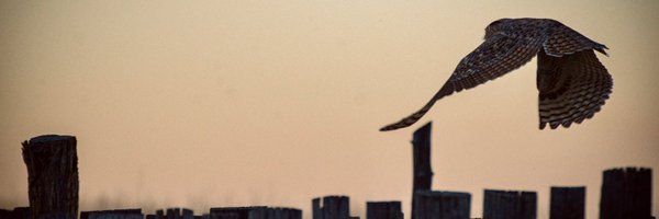 BanjoSaguaro Profile Banner