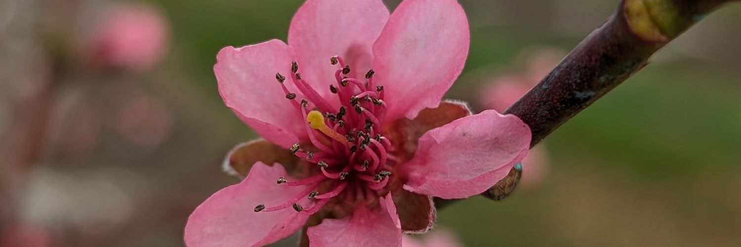ThriveonBasics's profile banner image