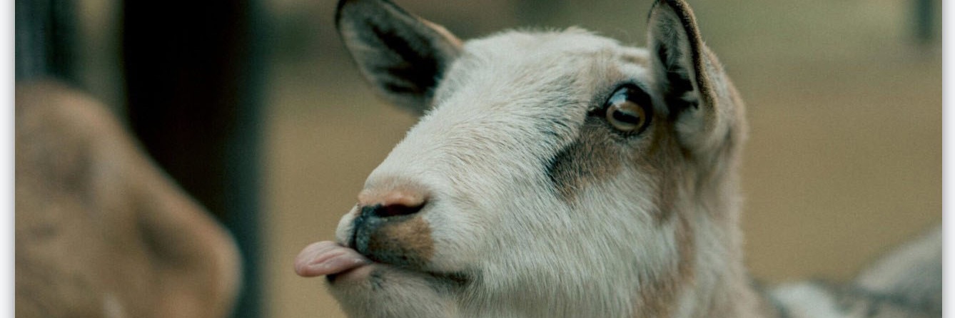 Romee van der Does banner