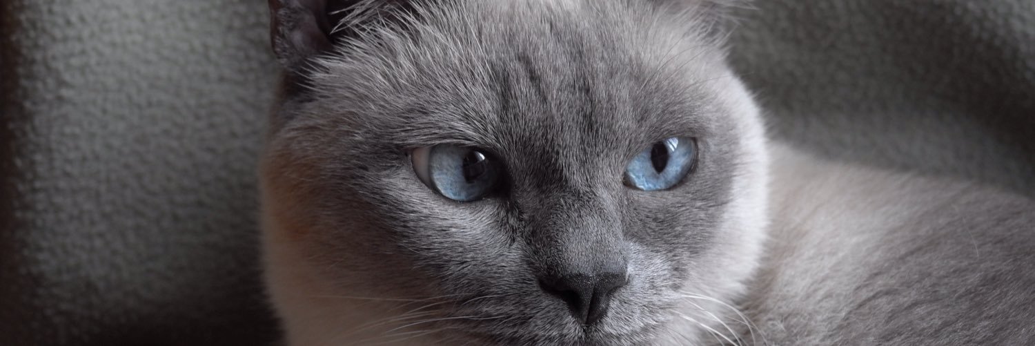 Zeynep960's profile banner image