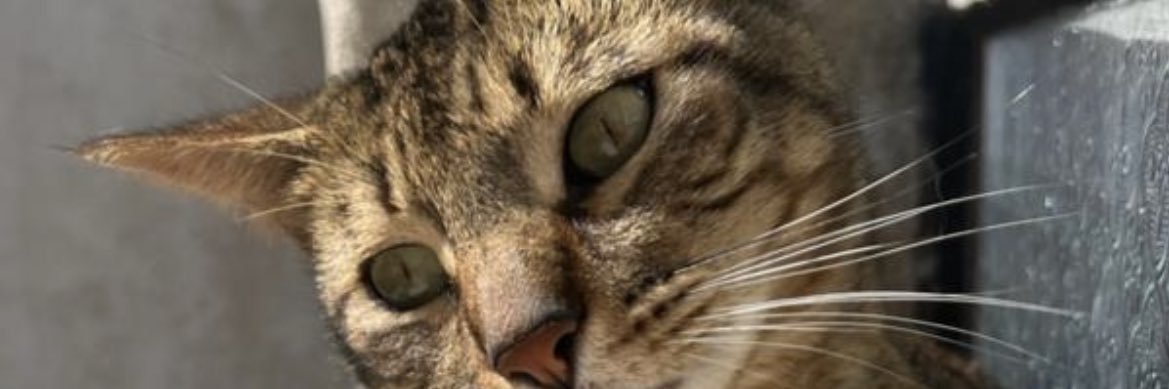 sierra_valee's profile banner image