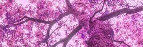 red_wizard_'s profile banner image