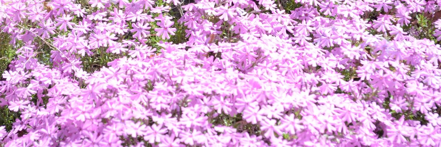 all_things_char's profile banner image