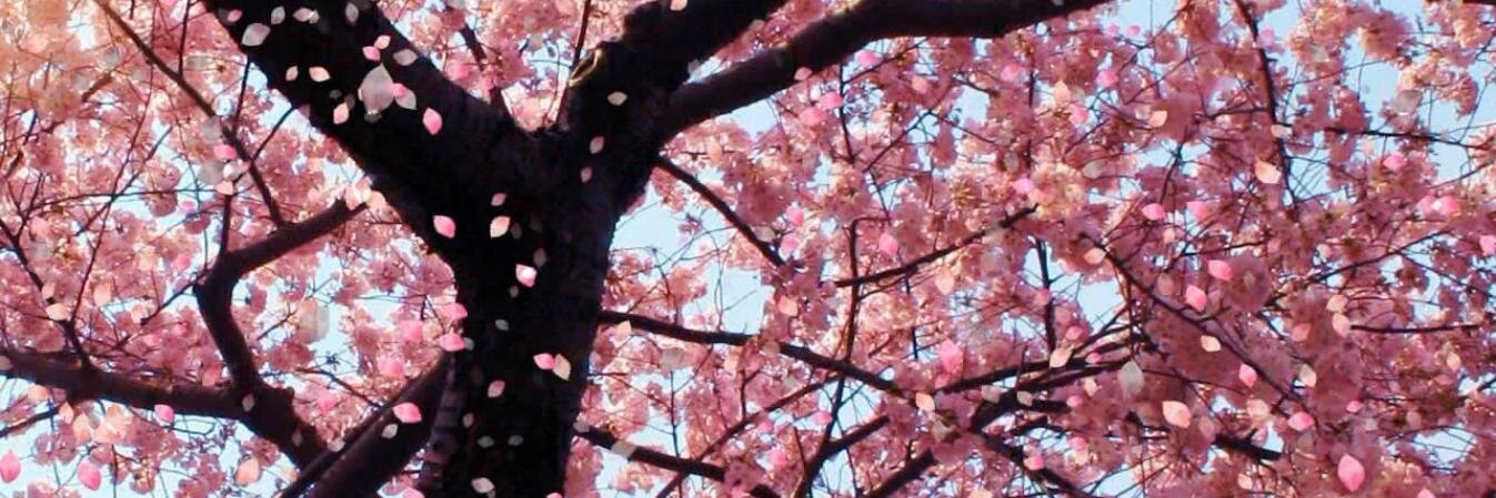 sseawright's profile banner image