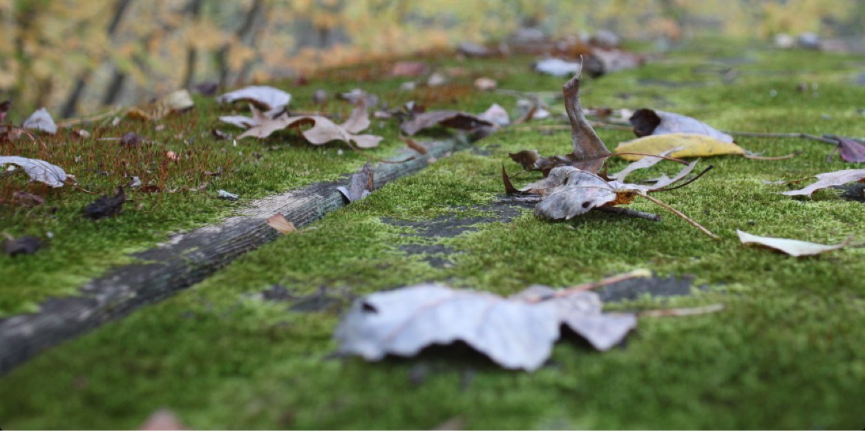 ResponsEcology's profile banner image