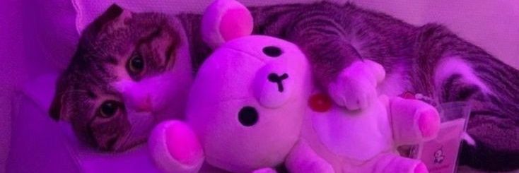 Gabs banner