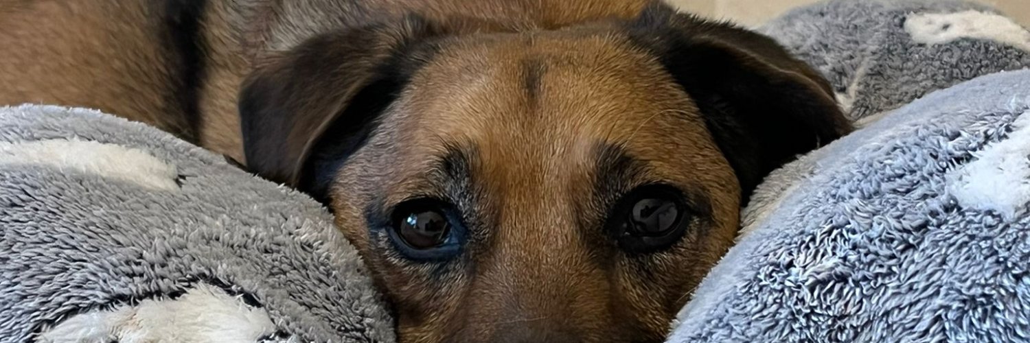 ᥴꪖ᥅ꪑꫀꪀ 🕉️ banner