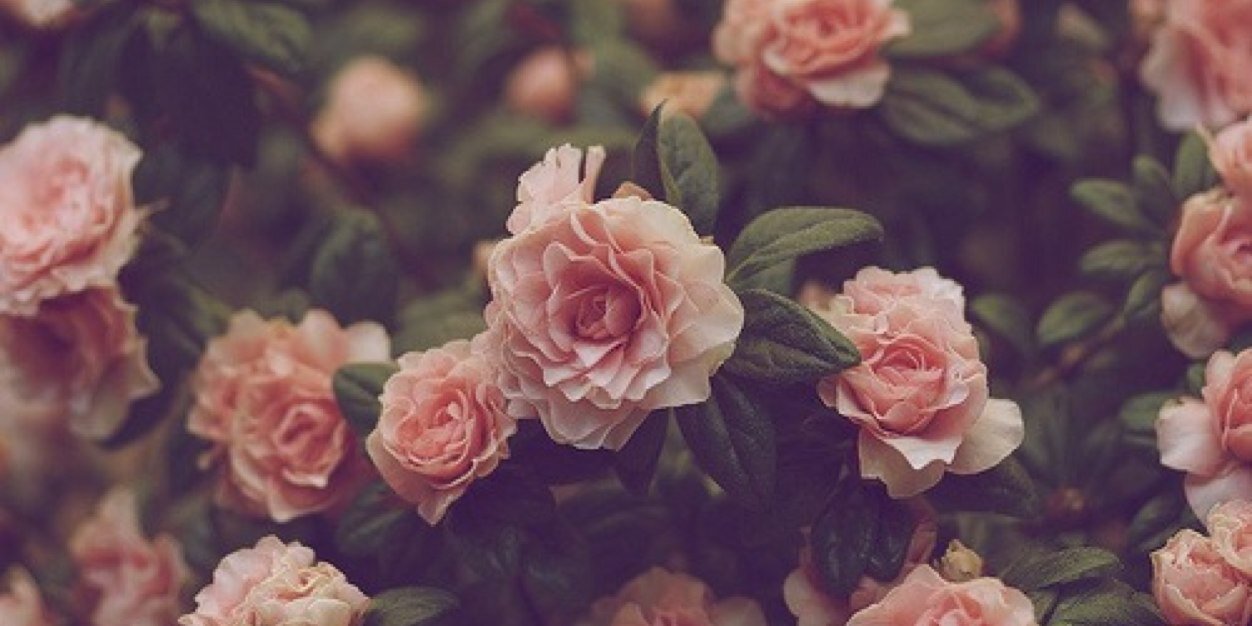 AnisOchoa's profile banner image