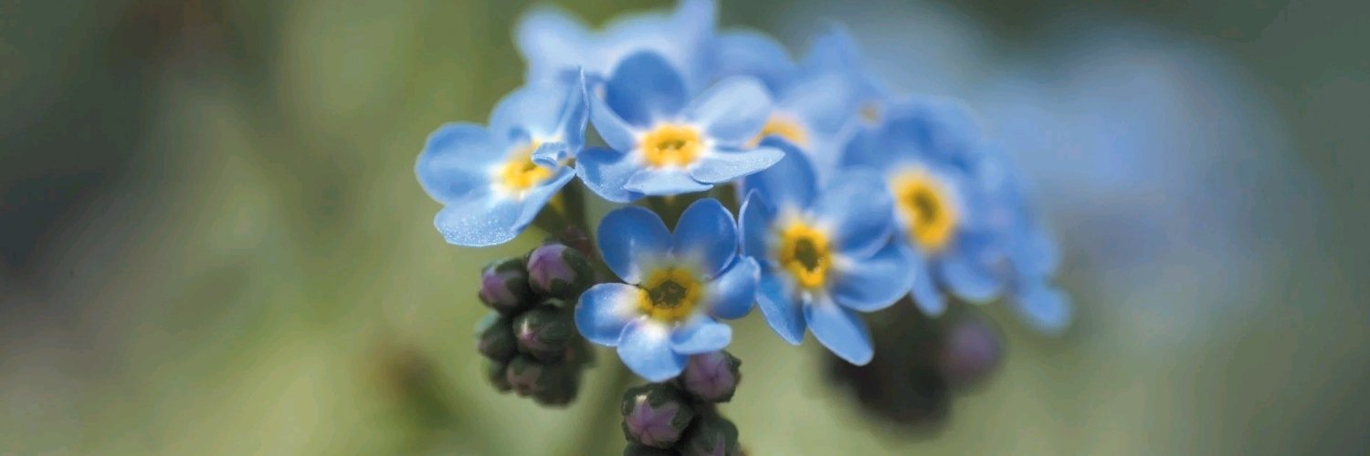 Oph | ETHGas ⛽ banner