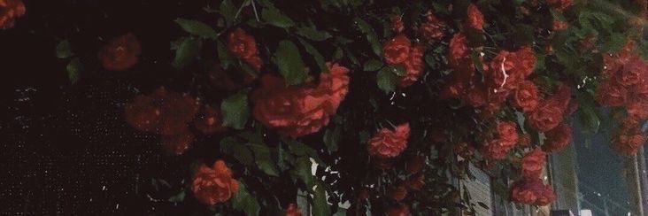 Lila_Eclipse's profile banner image