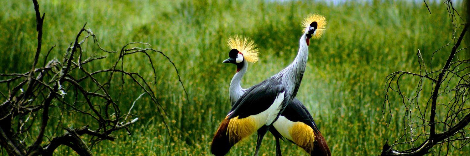 Anthony Njuguna banner