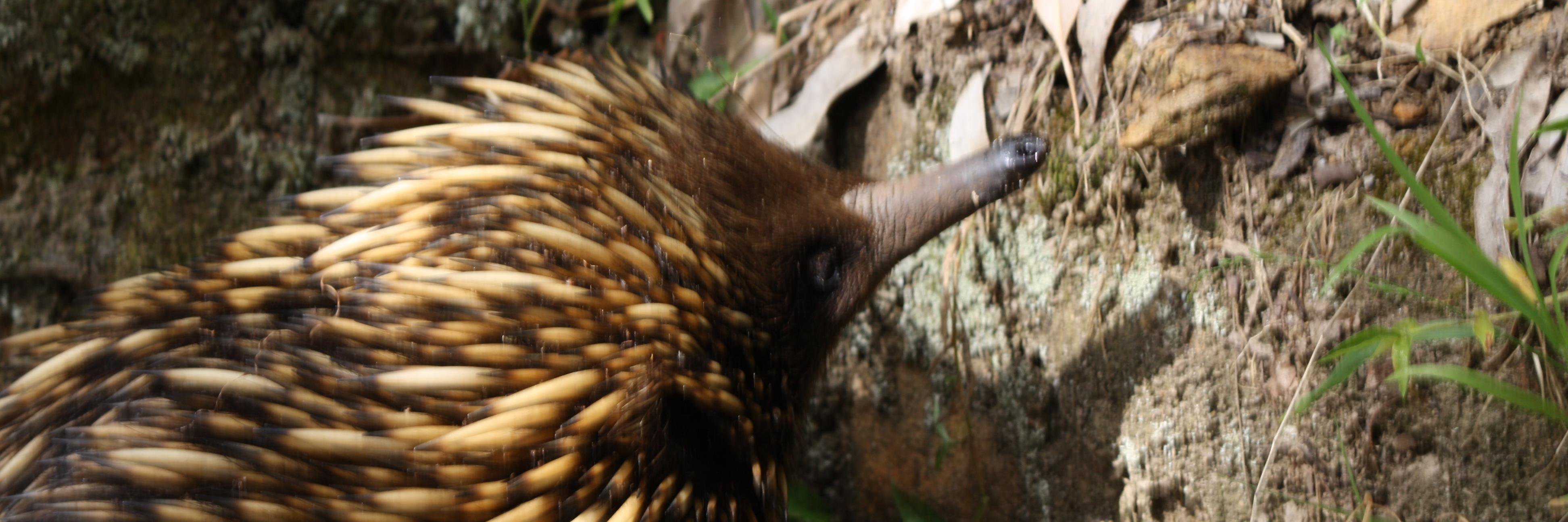 Catherine Huddy banner