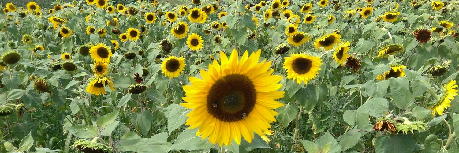 Hi. I'm Becky. 🐾 banner